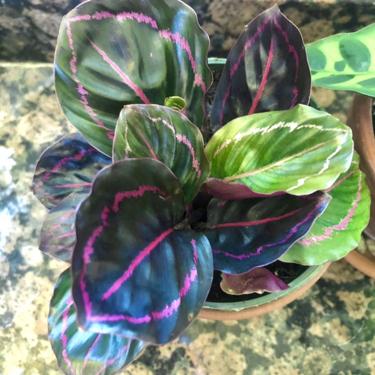 Prayer Plant Dottie with vibrant dark green leaves and pink veins, partially visible soil.