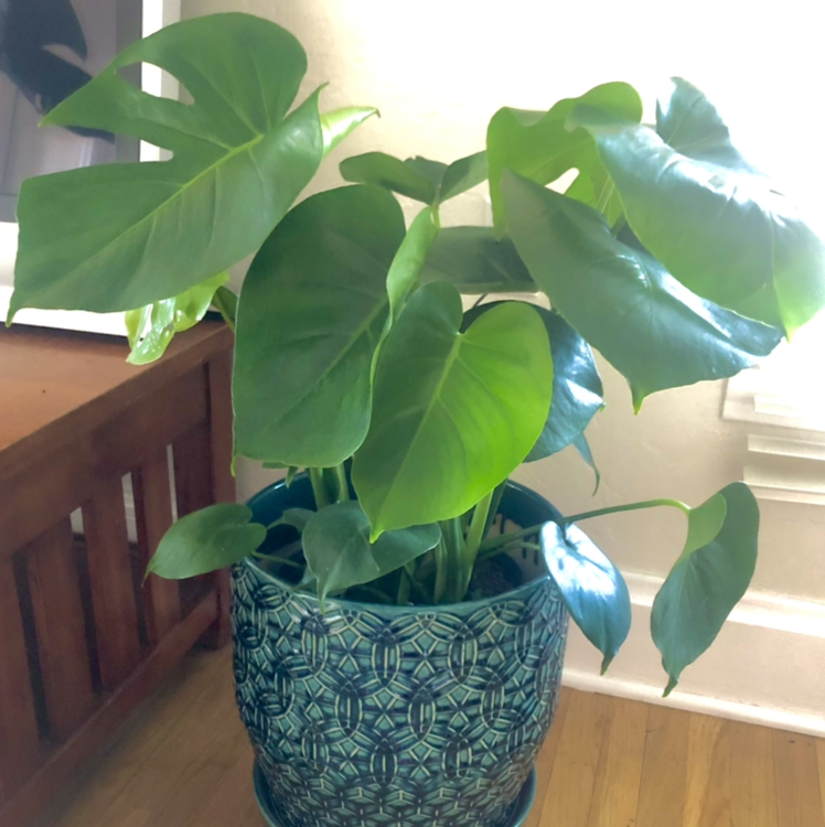 Monstera plant photo by @mya.andherplants named Maisel on Greg, the plant care app.
