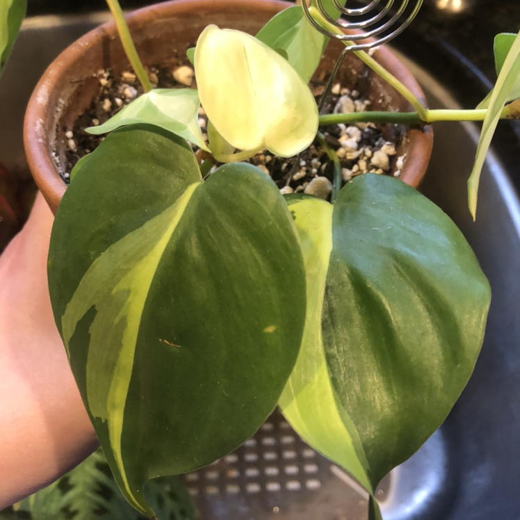 Philodendron Brasil plant photo by @mya.andherplants named Barley on Greg, the plant care app.