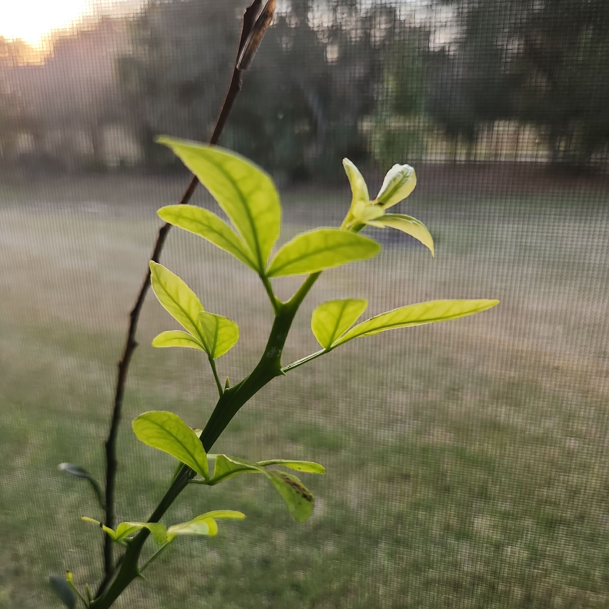 Healthy Hardy Orange plant with green leaves against a blurred background.