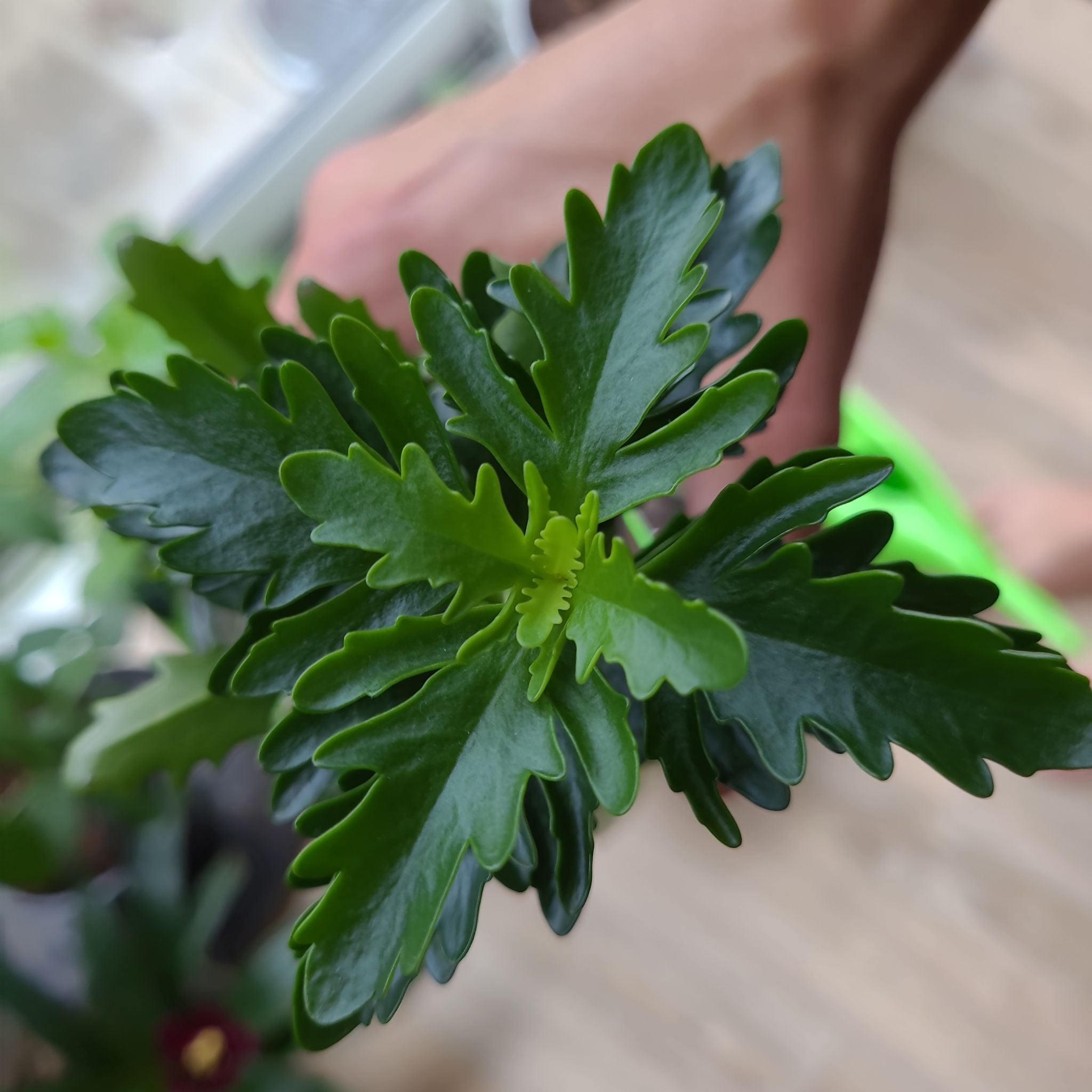 How to Know When to Repot an African Bush Daisy?