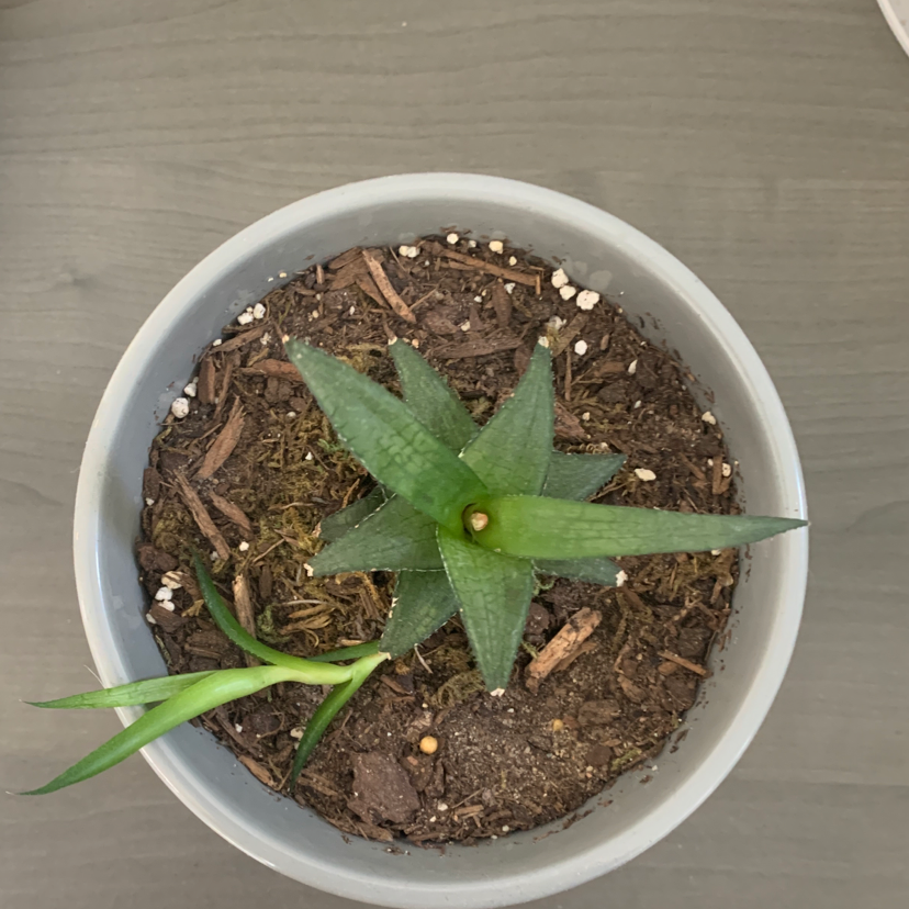 Aloe vera plant photo by Paige named Daisy on Greg, the plant care app.