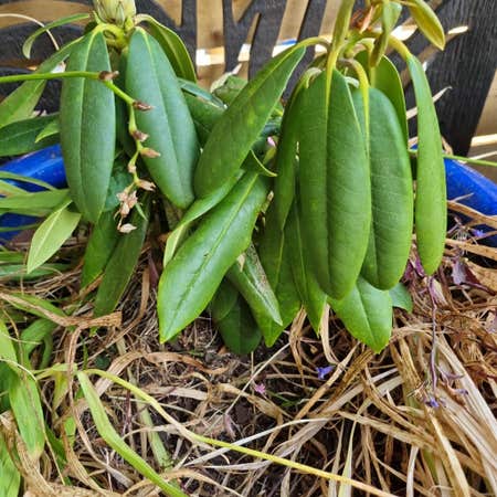 Photo of the plant species Catawba Rhododendron by Dynamopeyote named Rhodedendron on Greg, the plant care app