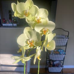 Phalaenopsis orchid plant
