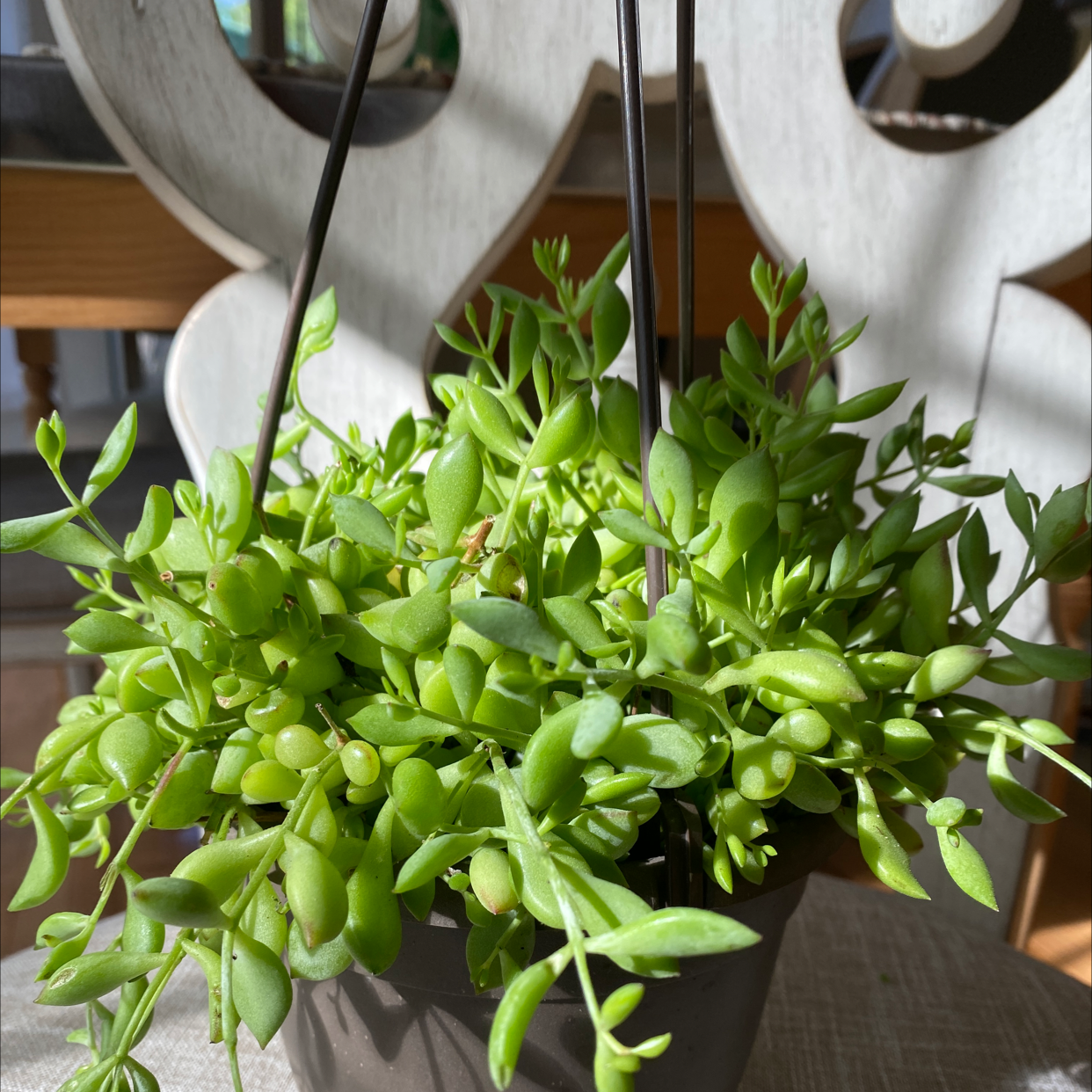 Healthy Cliff Cotyledon plant with vibrant green leaves in a pot.