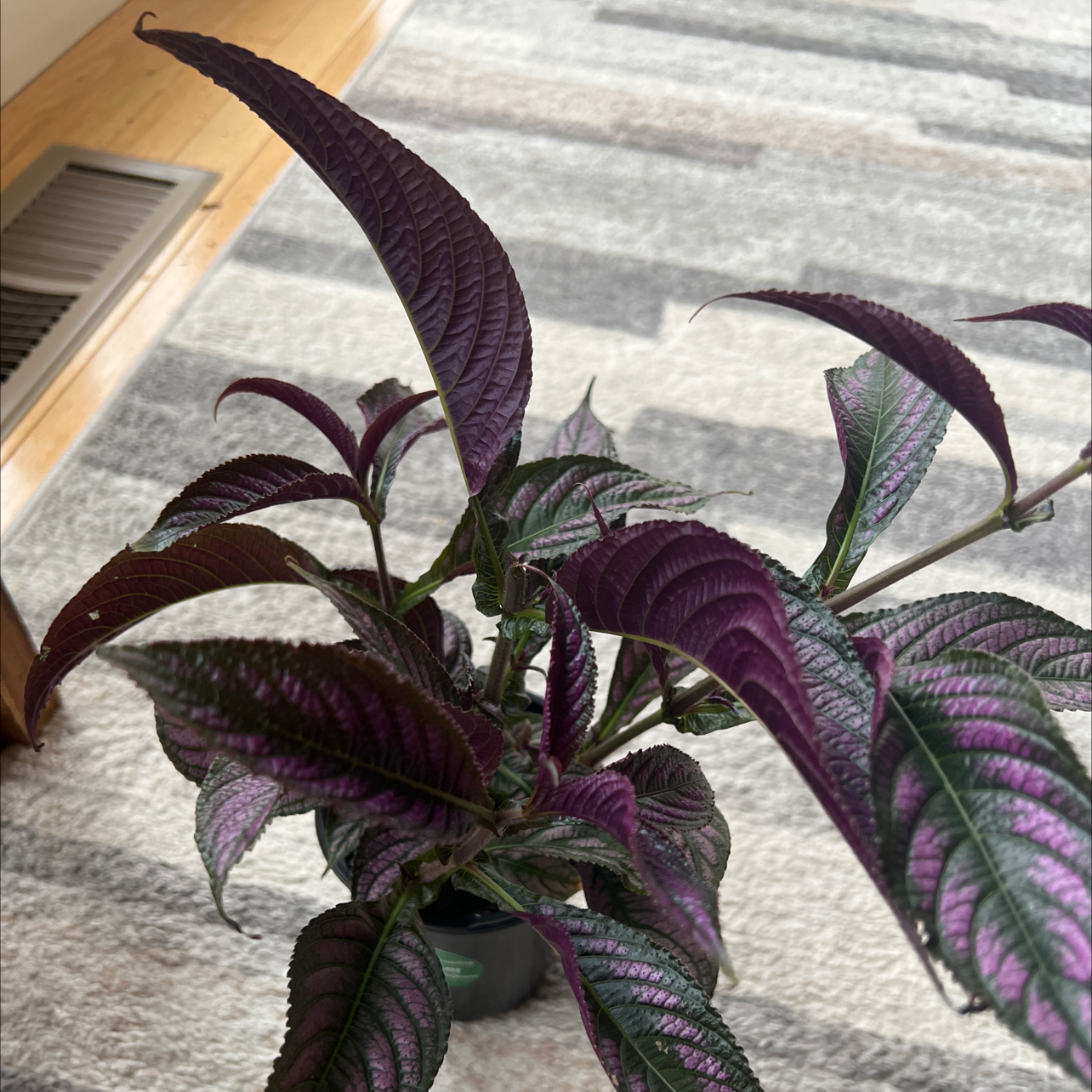 Healthy Persian Shield plant with vibrant purple and green leaves.