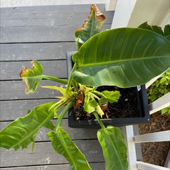 Philodendron 'Moonlight' plant