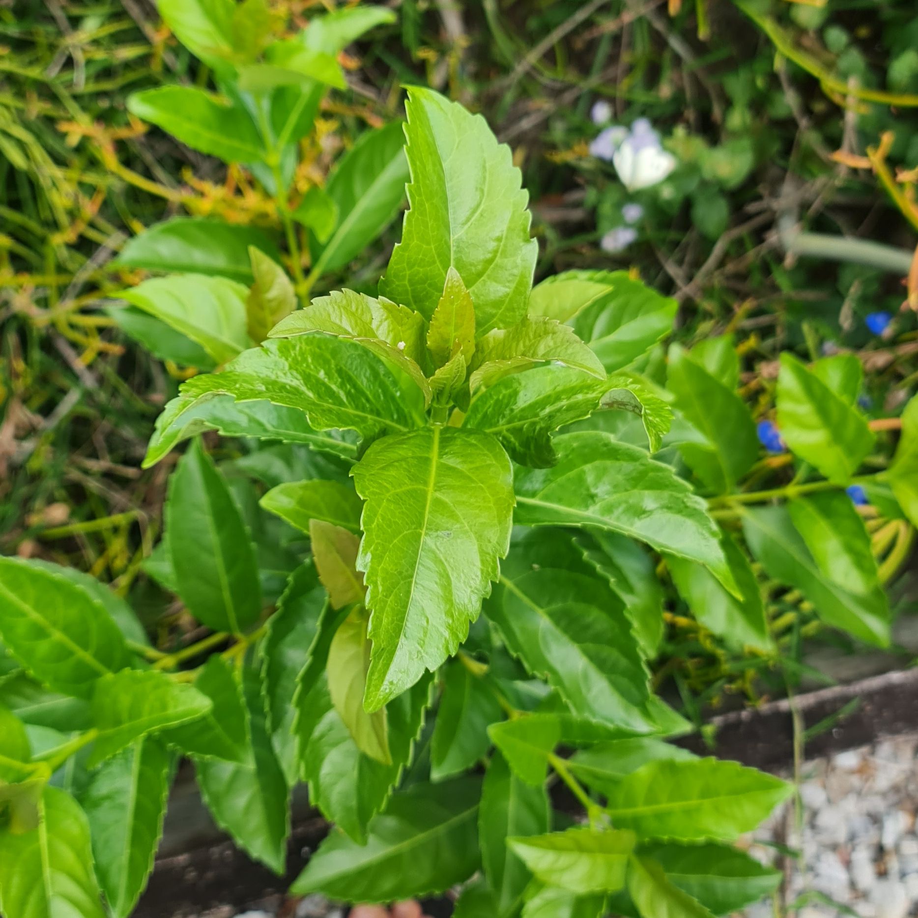 Healthy Golden Dewdrop plant with vibrant green leaves.