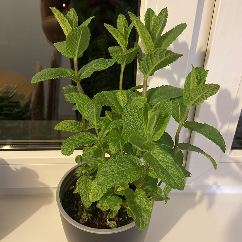 Healthy Apple Mint plant in a pot on a windowsill with vibrant green leaves.