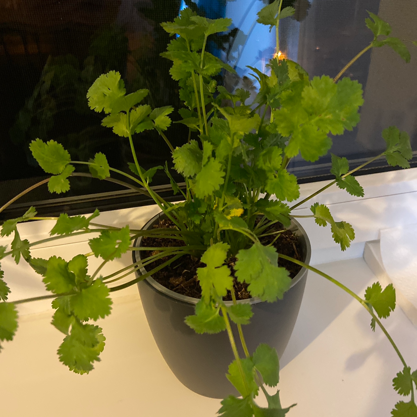 How Much Humidity Does My Coriander Need?