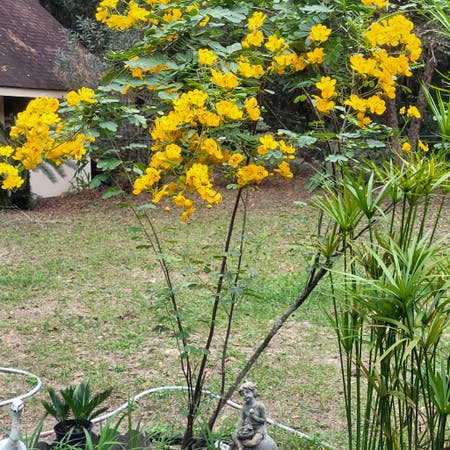 Photo of the plant species Kerria Japonica by Jocularnapaea named Cassia tree on Greg, the plant care app