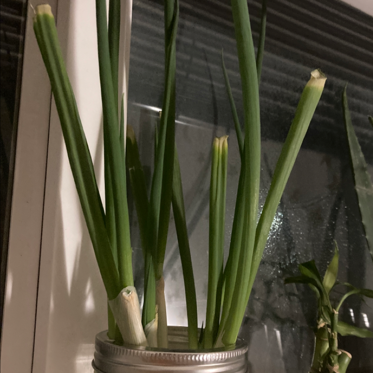 Long Green Onion plant growing in a jar, appears healthy with vibrant green leaves.