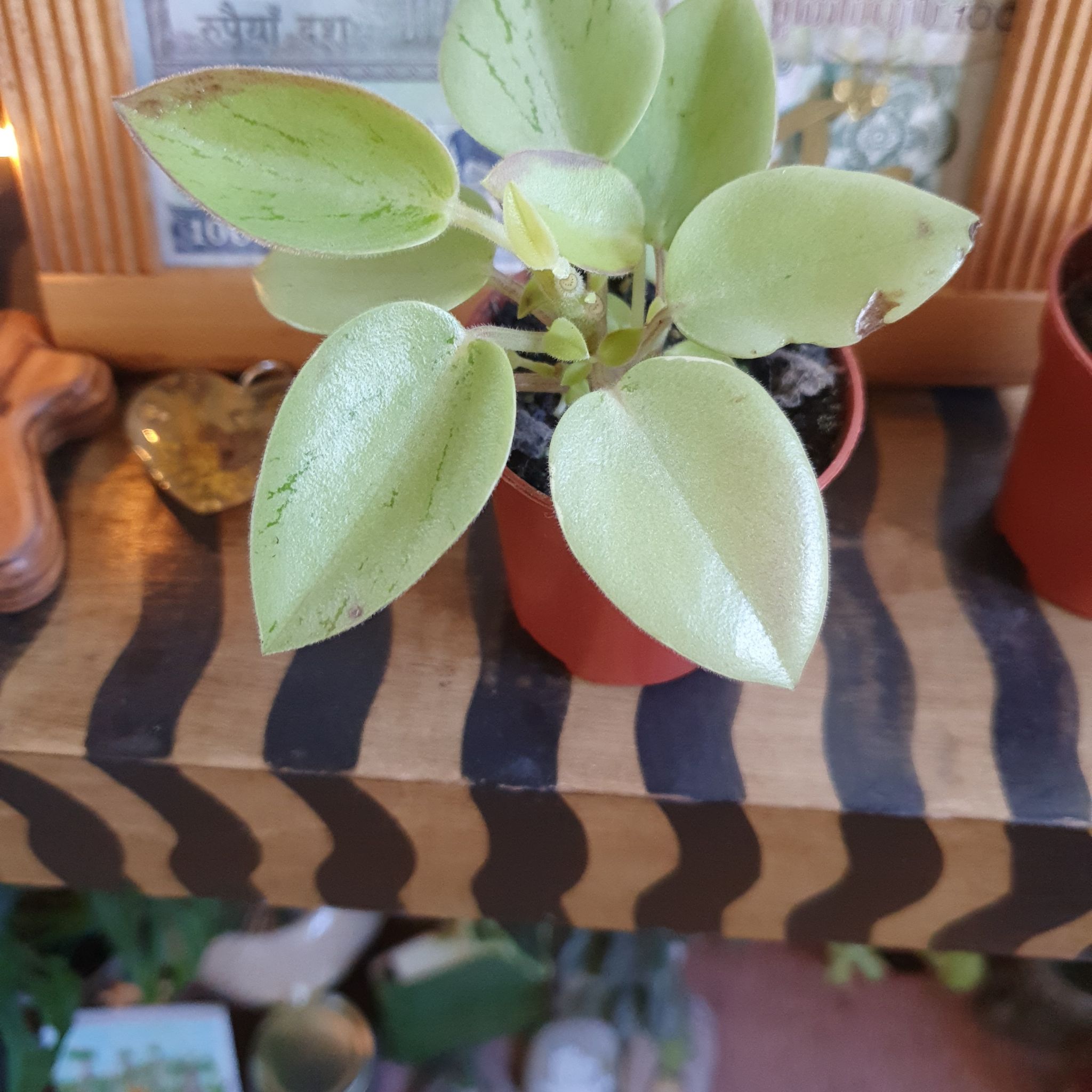 Variegated Teardrop Peperomia plant in a small pot with visible soil.