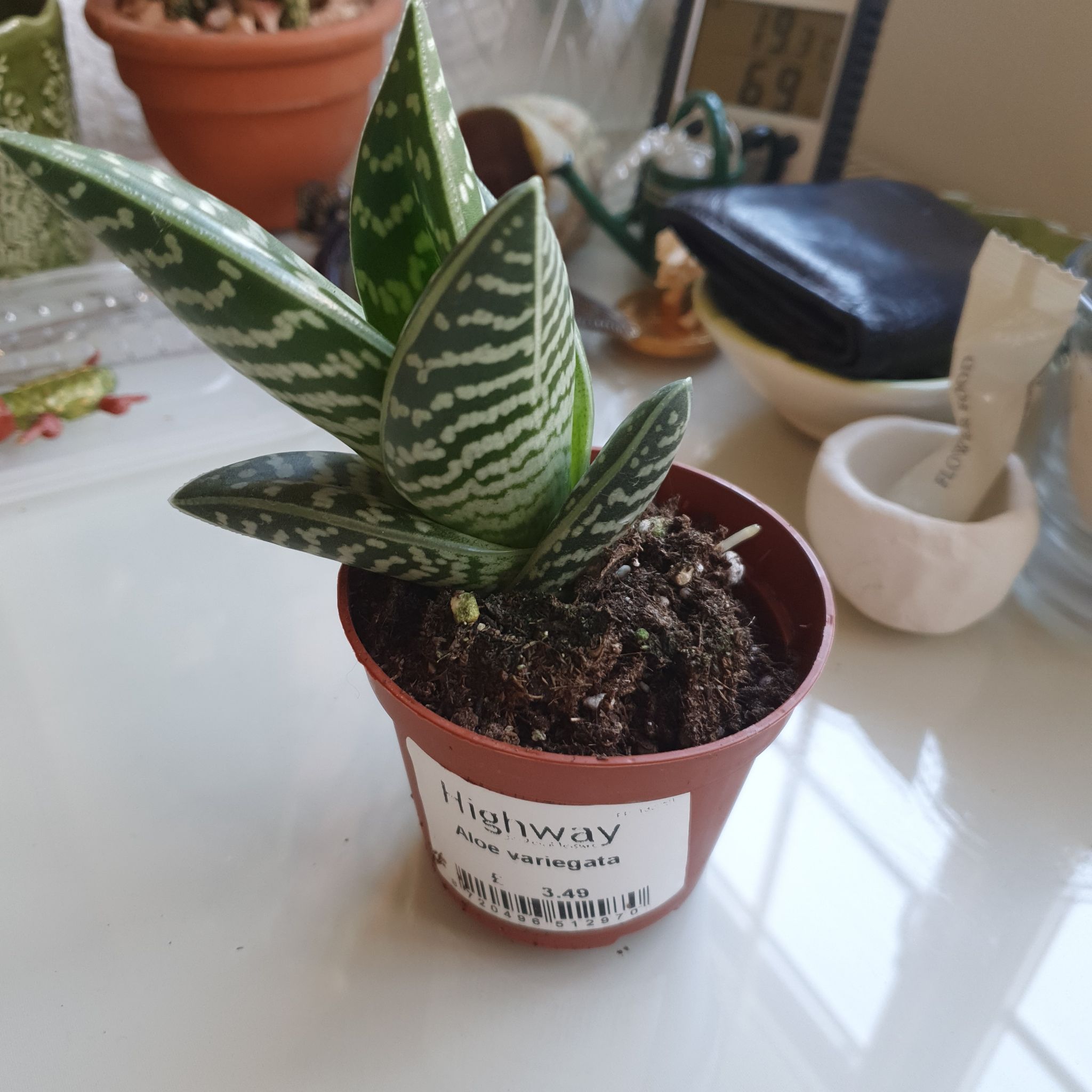 Photo of the plant species Variegated Aloe Nobilis by @InvincibleHope named Tispy on Greg, the plant care app