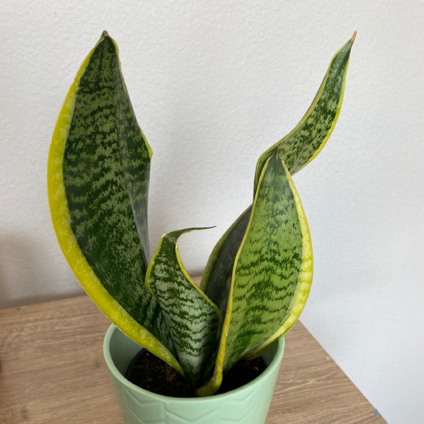 Photo of the plant species Snake Plant by Jeremiah :) named brooke on Greg, the plant care app