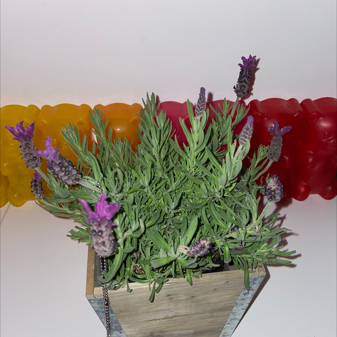 Potted lavender plant with purple flowers, healthy green leaves, and colorful background.