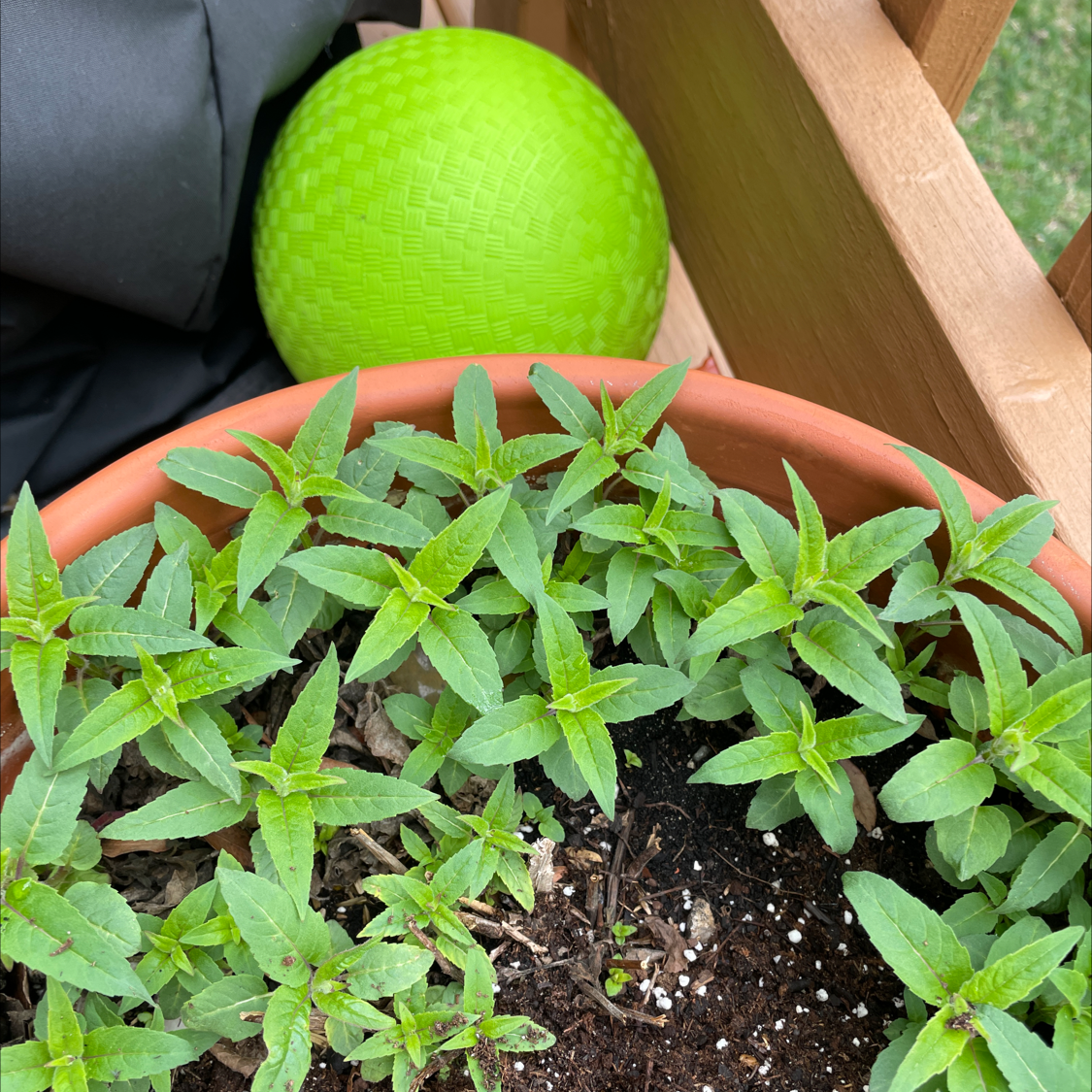 Potted Scarlet Beebalm plant with healthy green leaves and visible soil.