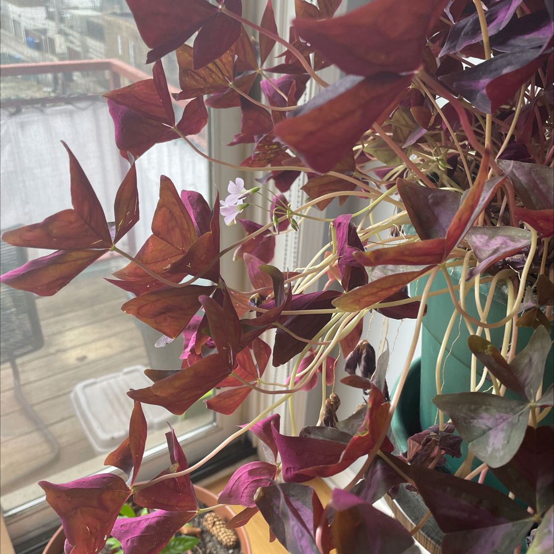 Healthy purple shamrock plant with vibrant, triangular leaves growing in a plastic nursery pot in front of a window.
