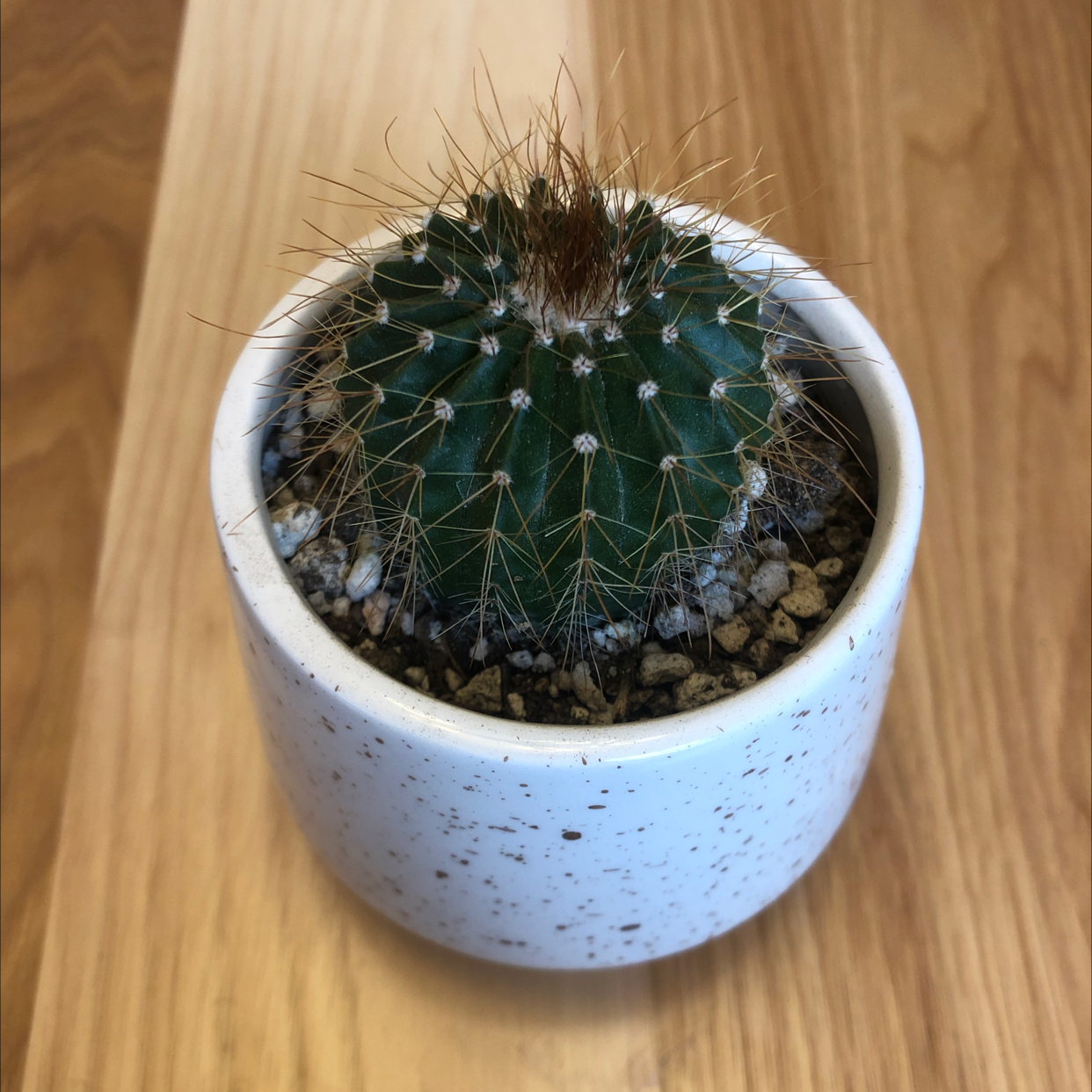 Blue Barrel Cactus in a white pot with visible soil.