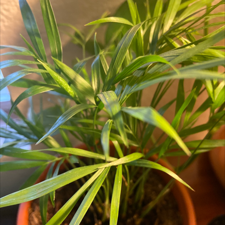 Close-up of healthy, vibrant green parlour palm foliage with long feathery fronds, well-framed and in focus.
