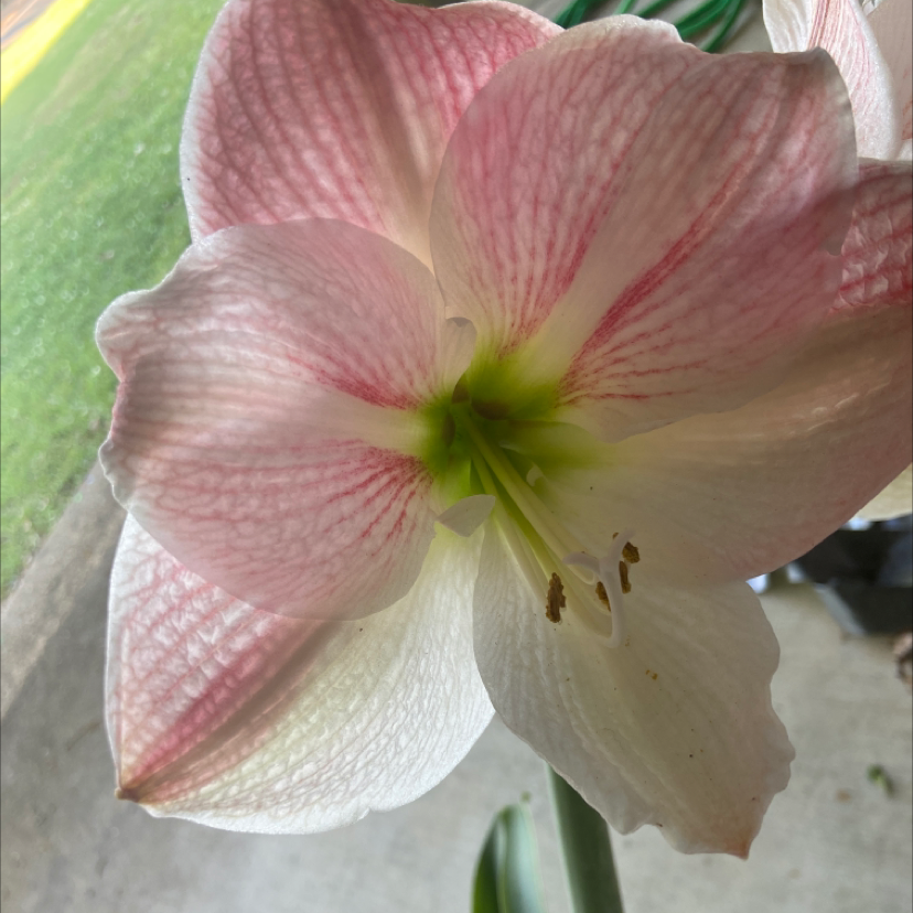 Close-up of a Barbosa Lily flower with pink and white petals and a green center.