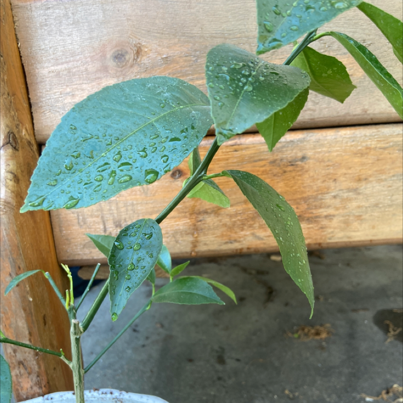 Tree Tobacco plant with green leaves and water droplets, potted with wooden background.