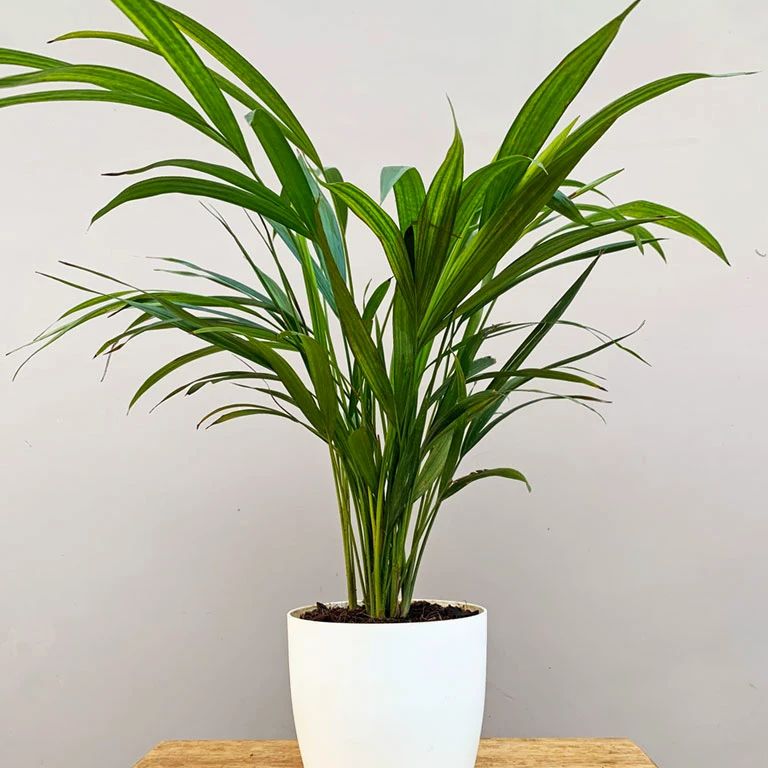Photo of the plant species Kentia Palm by @PopularGreen named Sol on Greg, the plant care app