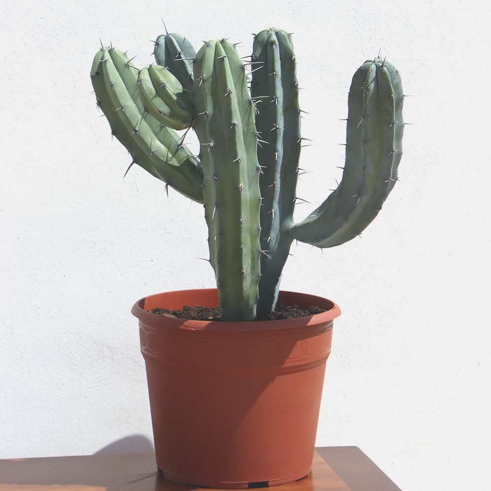 Photo of the plant species Blue Myrtle Cactus by @Borjag18 named Garambullo on Greg, the plant care app