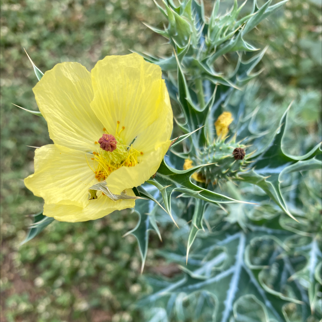 Plant care for Beautiful Corydalis on Greg, the plant care app