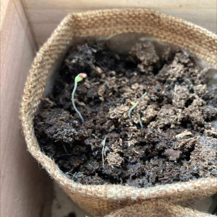 Lavender plant photo by Haylee named Xena on Greg, the plant care app.