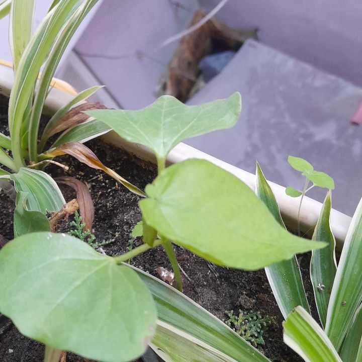 Photo of the plant species Cotton Tree by @AbsoluteRedmint named Cotton on Greg, the plant care app