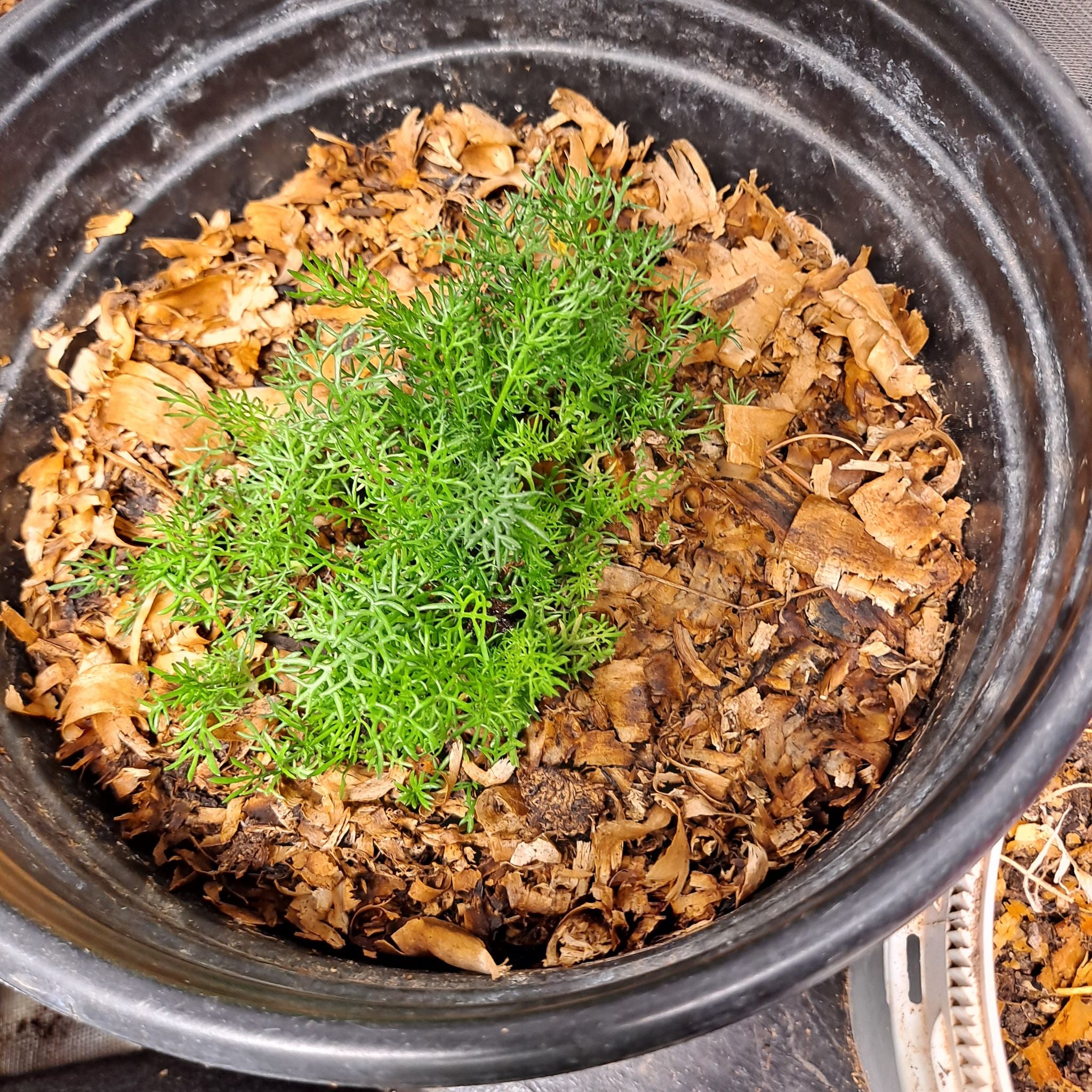 Photo of the plant species Chamomile Grape-Fern by @pennylane named Chamomile on Greg, the plant care app