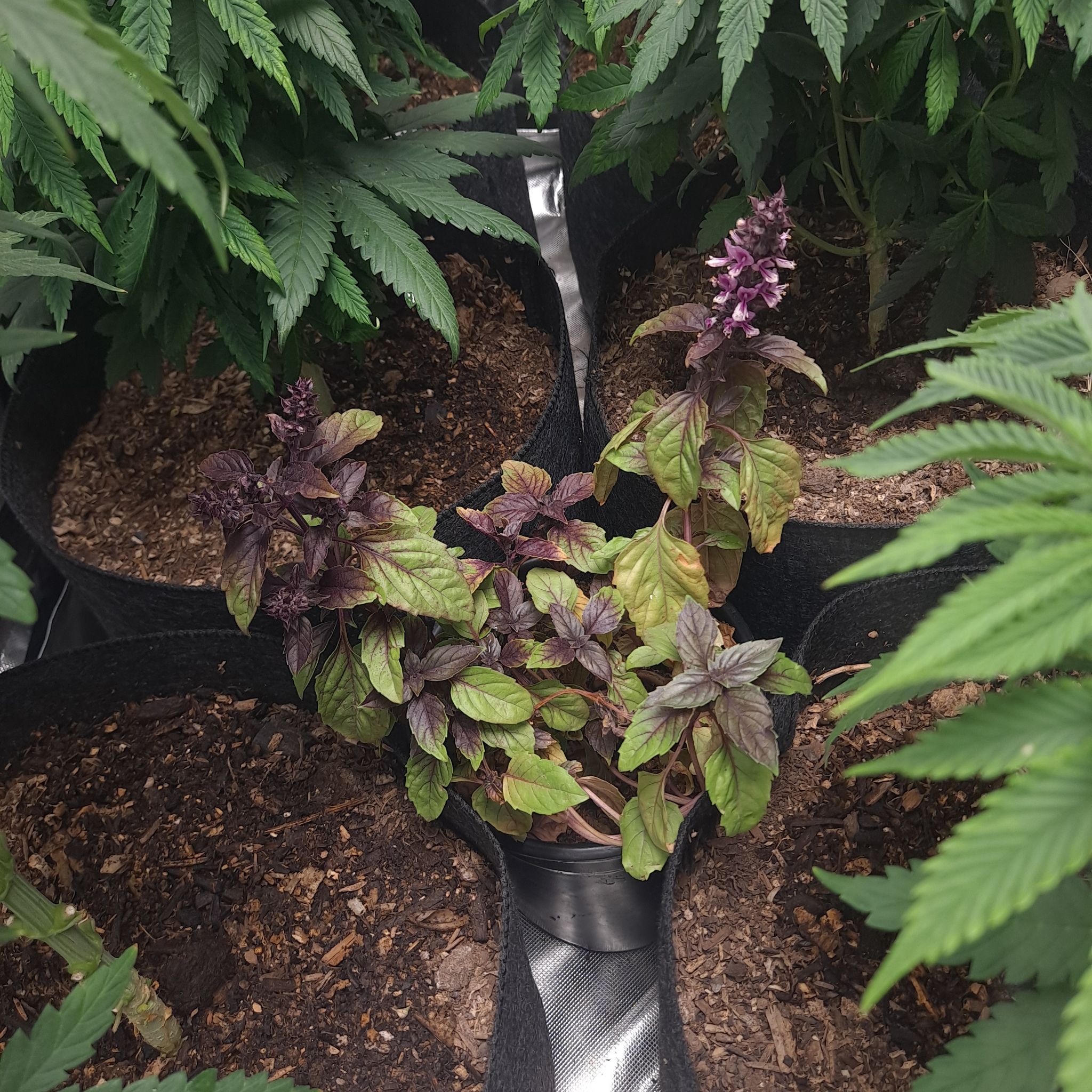 Photo of the plant species Basil Purple Ruffles by @pennylane named Purple Ruffles on Greg, the plant care app
