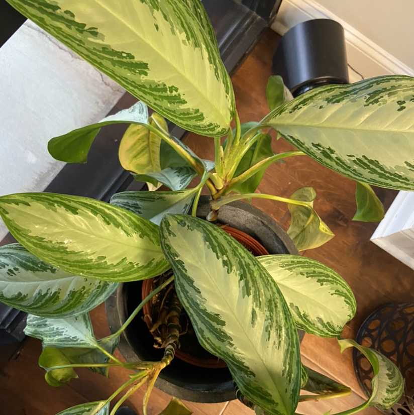 Healthy Dieffenbachia plant with vibrant variegated green and white leaves, well-framed and in focus.
