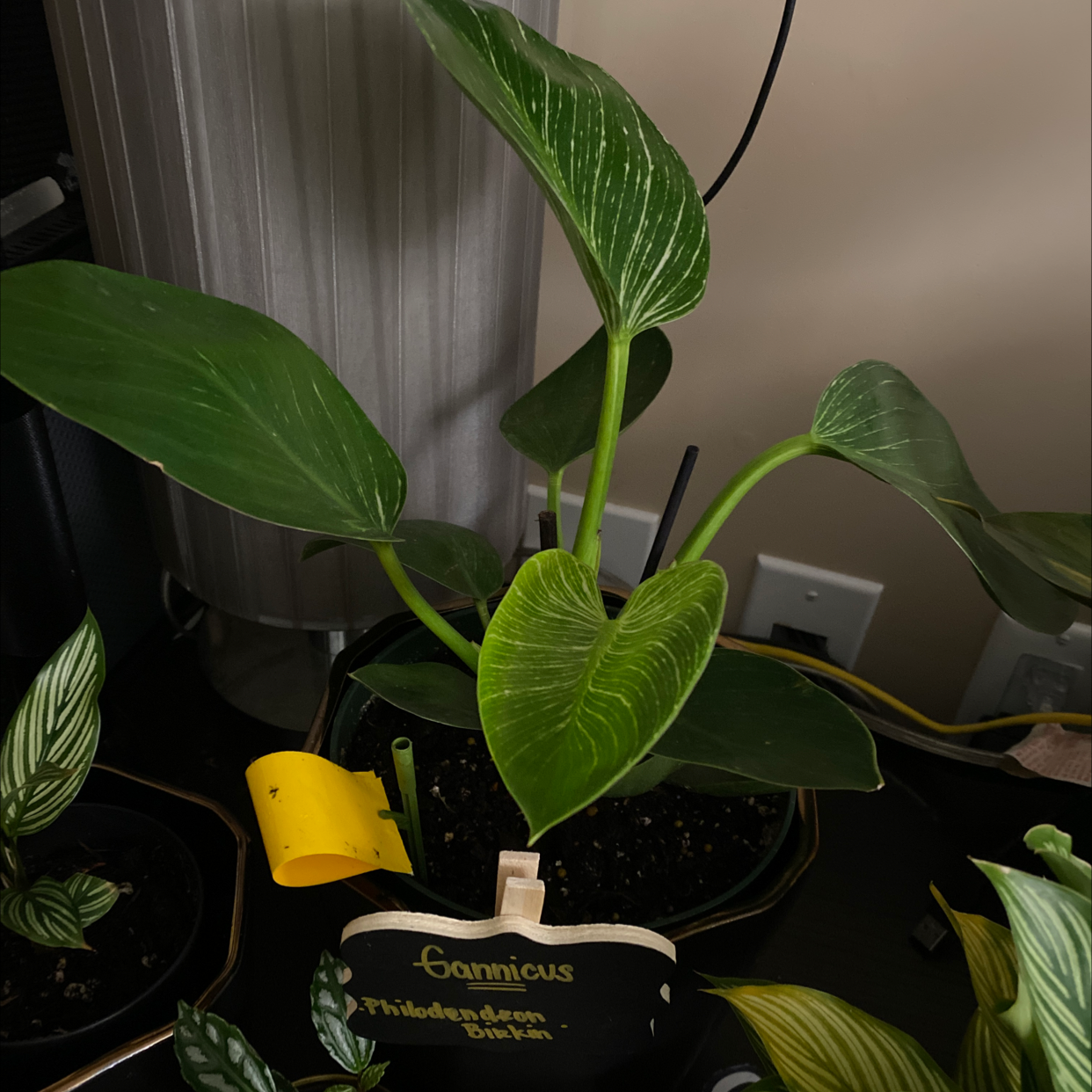 Healthy Jade Pothos plant with glossy green and white variegated heart-shaped leaves in a dark pot labeled 'Gorgeous'.