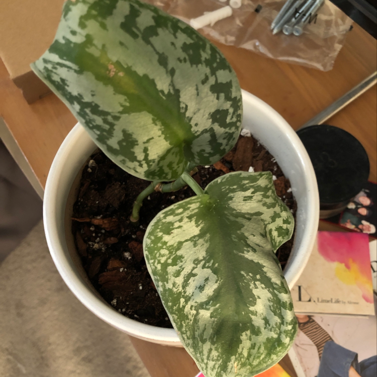 Close-up of a healthy variegated Satin Pothos plant in a pot, with a hand gently holding one of the large, glossy leaves.
