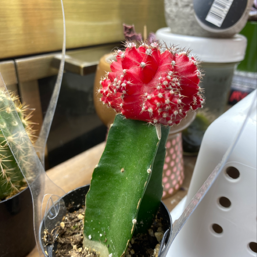 Moon Cactus with a vibrant red top and green base in a small pot. Soil is visible.