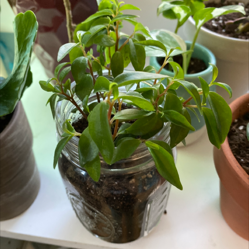 Goldfish Plant in a glass jar with visible soil, surrounded by other potted plants.