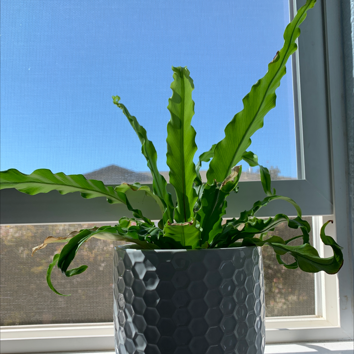 Healthy Bird's Nest Fern with lush wavy green fronds in a hexagonal planter on a windowsill.