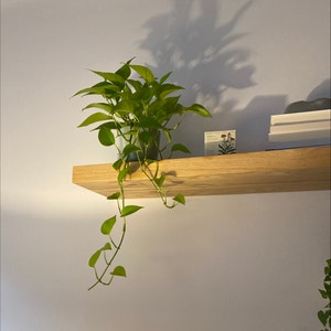 Neon Pothos plant photo by @martin named Green Lantern 🔰 on Greg, the plant care app.