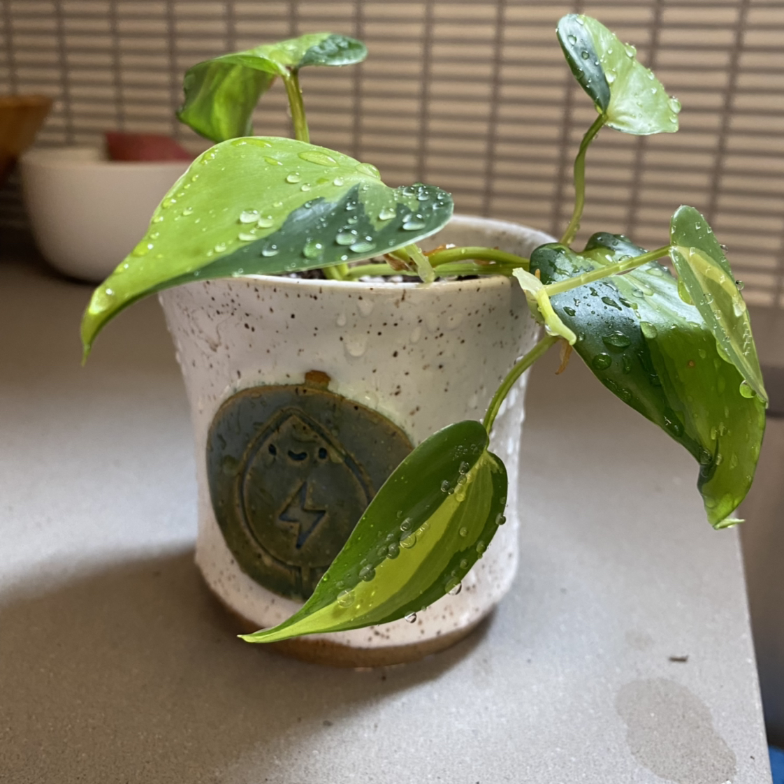 Philodendron Brasil plant photo by @martin named Picasso on Greg, the plant care app.