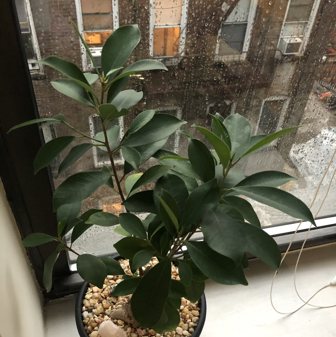 Ficus Ginseng plant photo by @martin named Bruce on Greg, the plant care app.