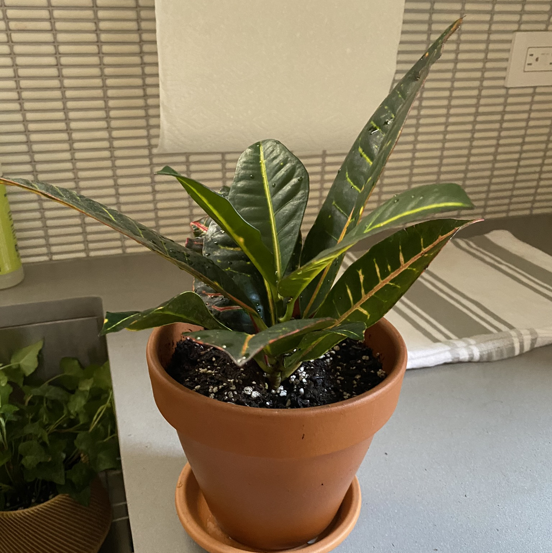 Croton 'Petra' plant photo by @martin named Fuego on Greg, the plant care app.