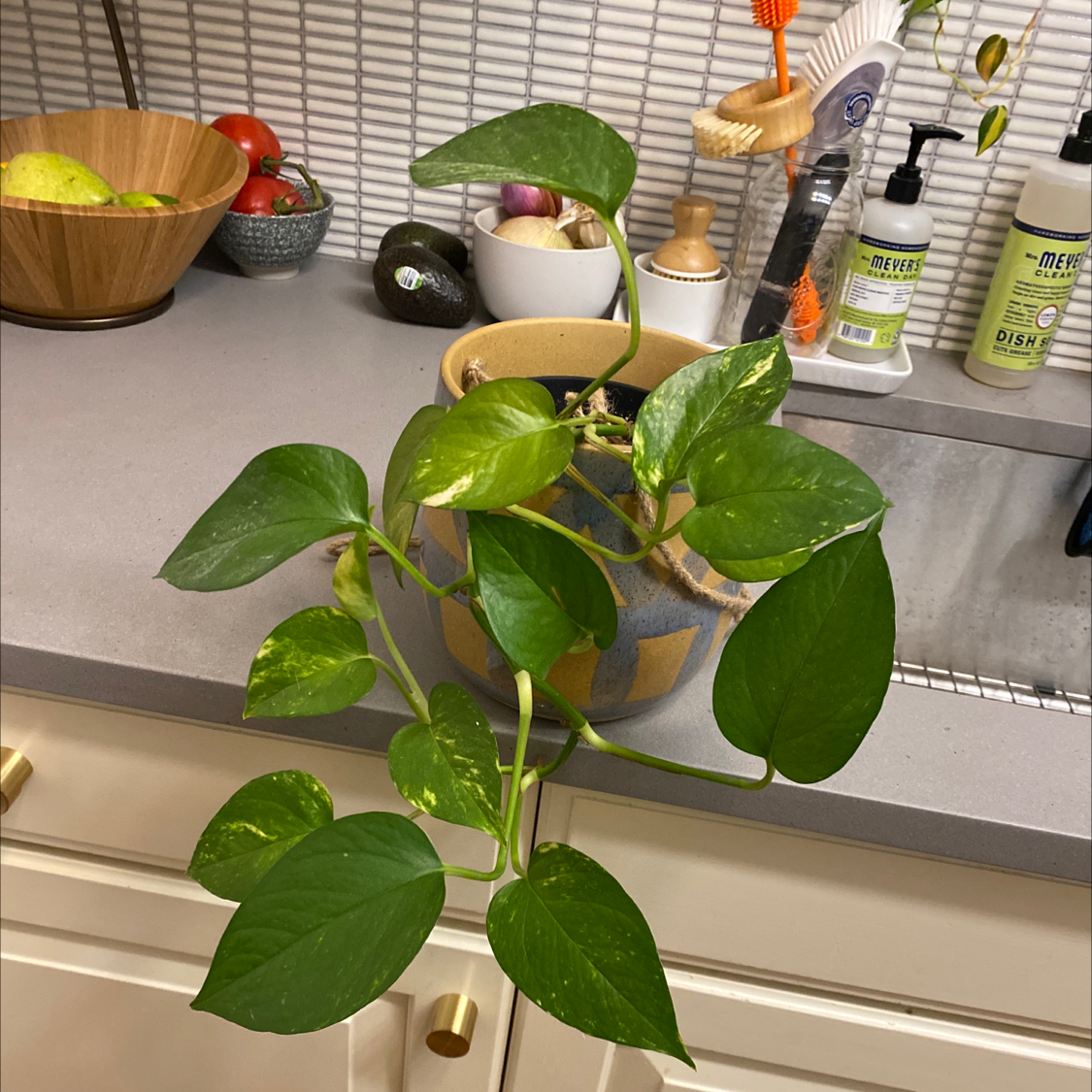 Golden Pothos plant in a pot on a kitchen counter with vibrant green leaves.