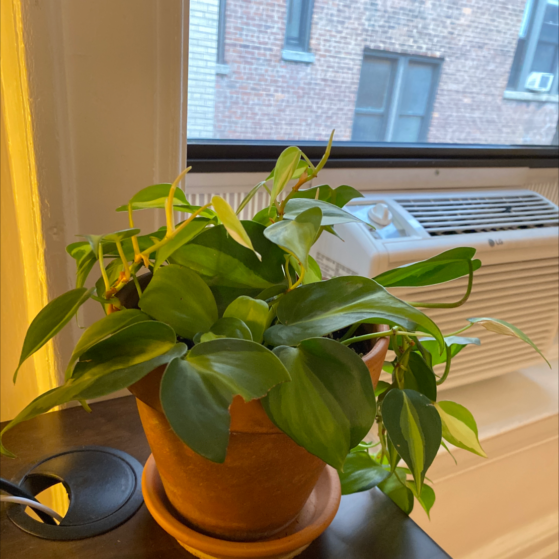 Healthy heartleaf philodendron with vibrant green leaves growing in a terracotta pot on a windowsill.