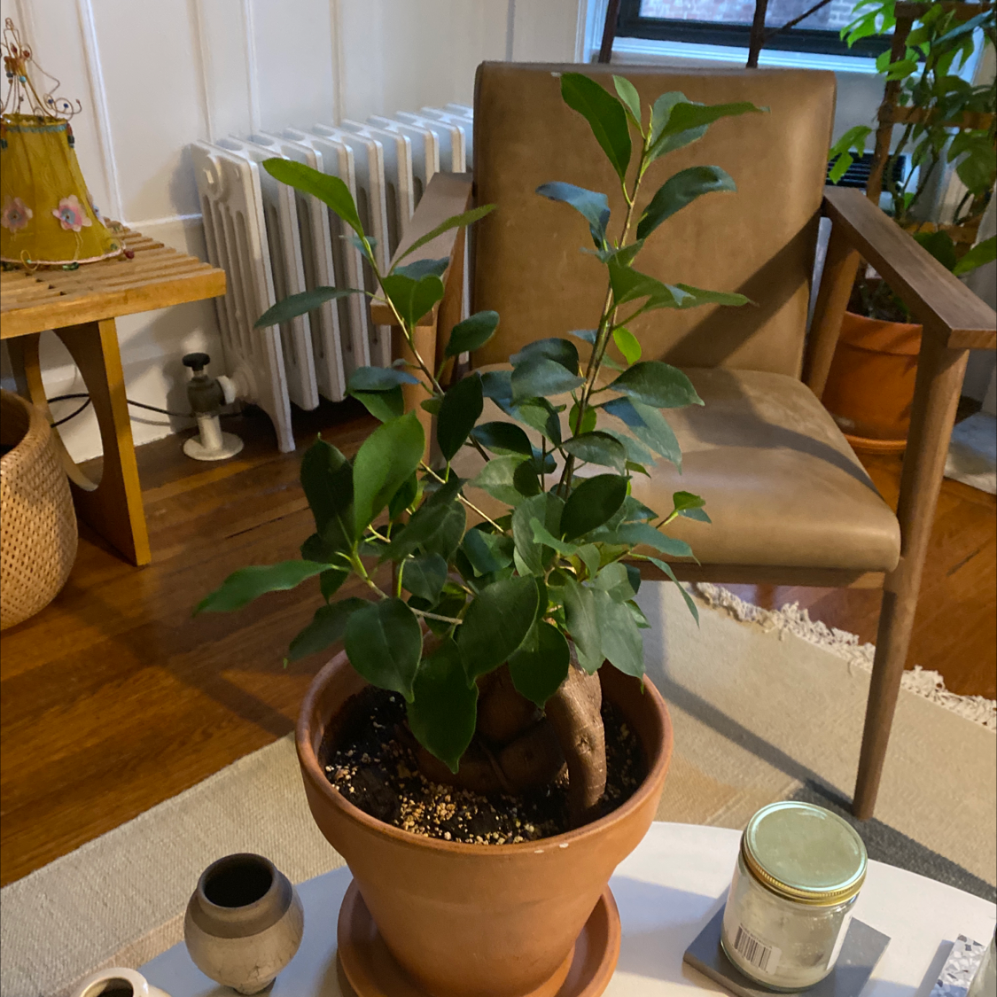 Healthy Ficus ginseng plant with lush green leaves in a terracotta pot, surrounded by other small potted plants on a wooden shelf.
