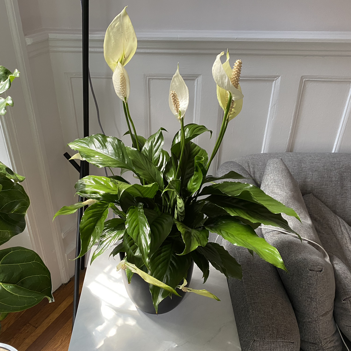 Peace Lily plant photo by @martin named Lily on Greg, the plant care app.