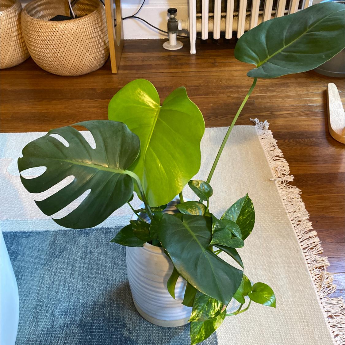 A healthy Monstera plant with large green leaves in a white pot on a woven mat, surrounded by baskets on a hardwood floor.