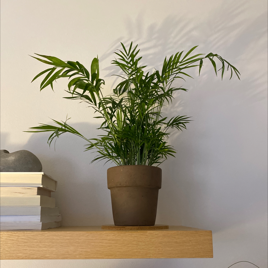 Healthy Parlour Palm in brown pot on wooden shelf with books against white wall. Green fronds, no discoloration or spots.
