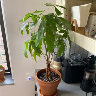Money Tree plant in New York, New York